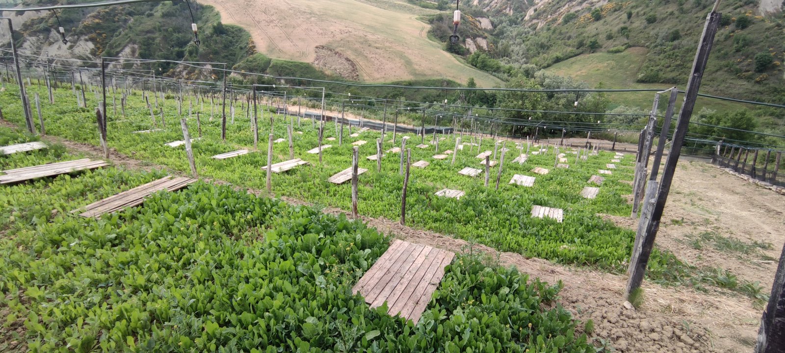 Allevamento Chiocciole Cascina Bruno